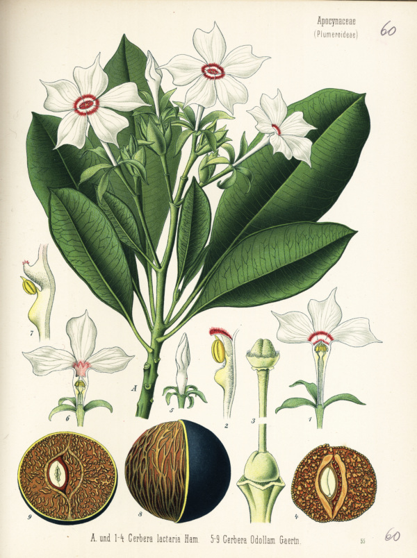 Cerbera