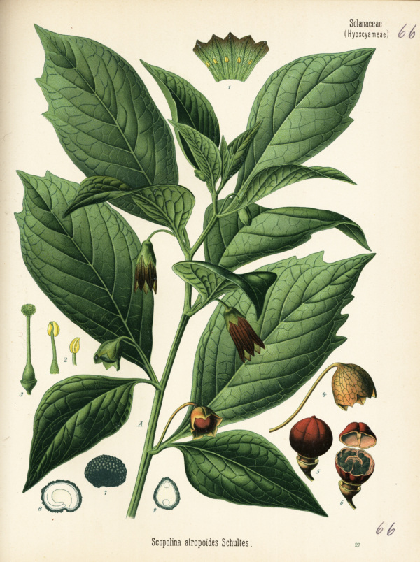 Glockenbilsenkraut