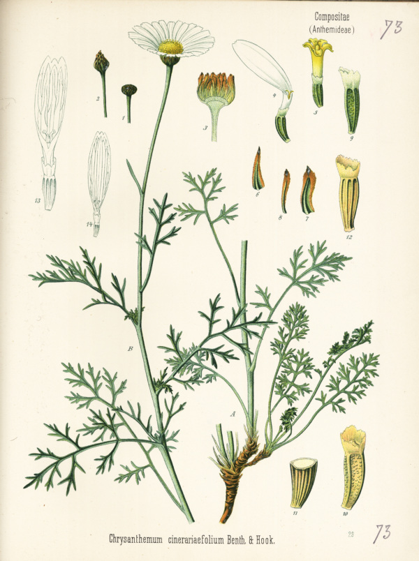Wucherblume