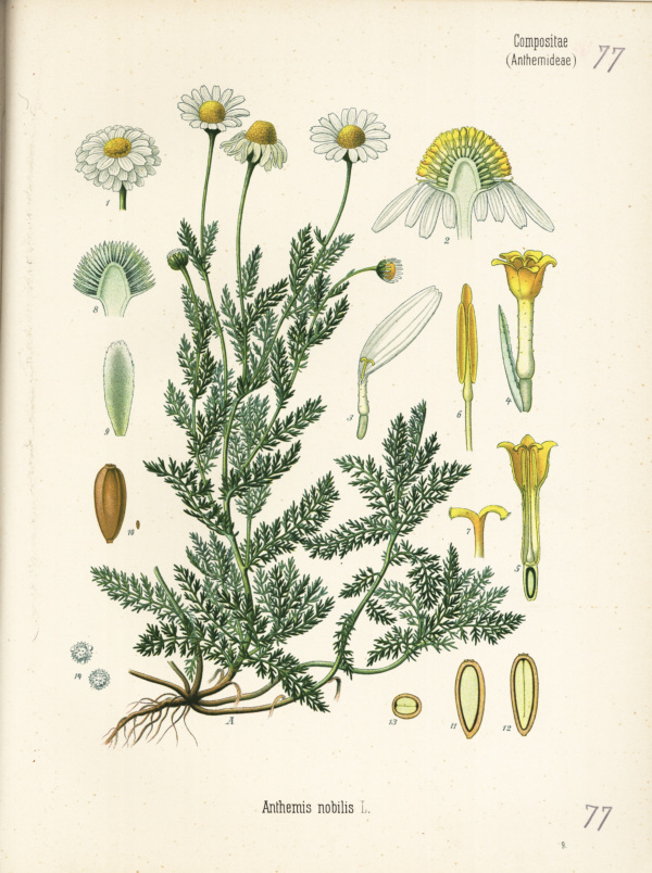Gartenkamille