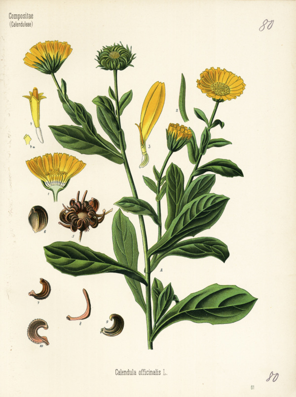 Ringelblume