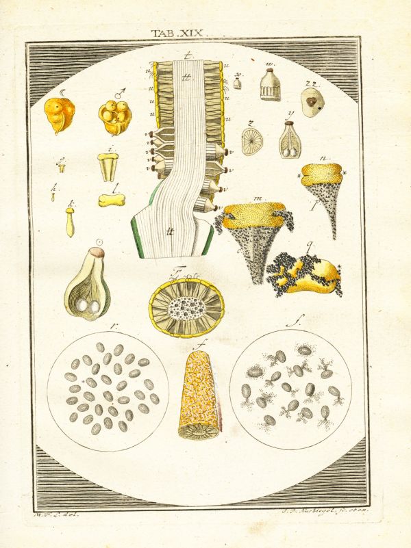 LEDERGEMUETH_TAB019