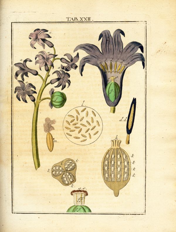 LEDERGEMUETH_TAB022