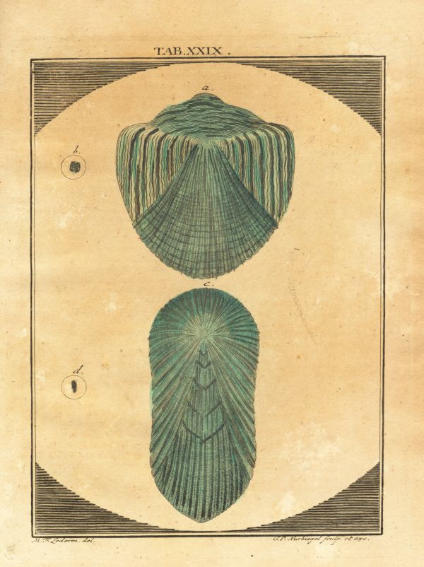 LEDERGEMUETH_TAB029