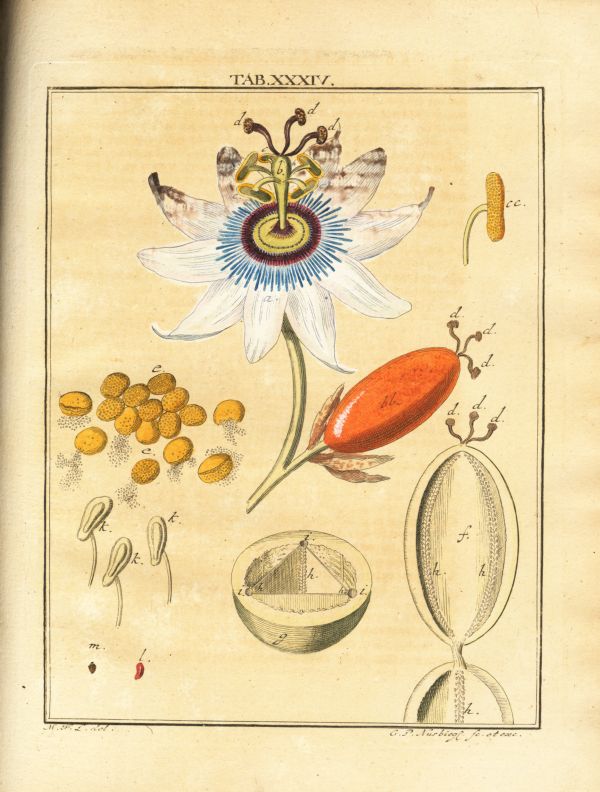 LEDERGEMUETH_TAB034