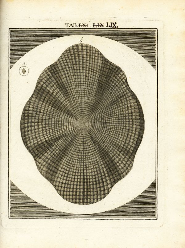 LEDERGEMUETH_TAB059
