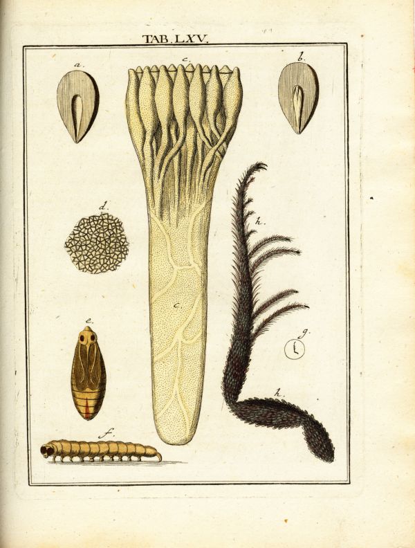 LEDERGEMUETH_TAB065