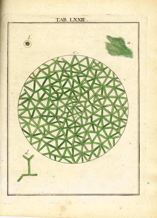 LEDERGEMUETH_TAB072