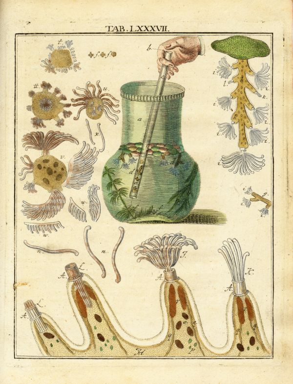 LEDERGEMUETH_TAB087A