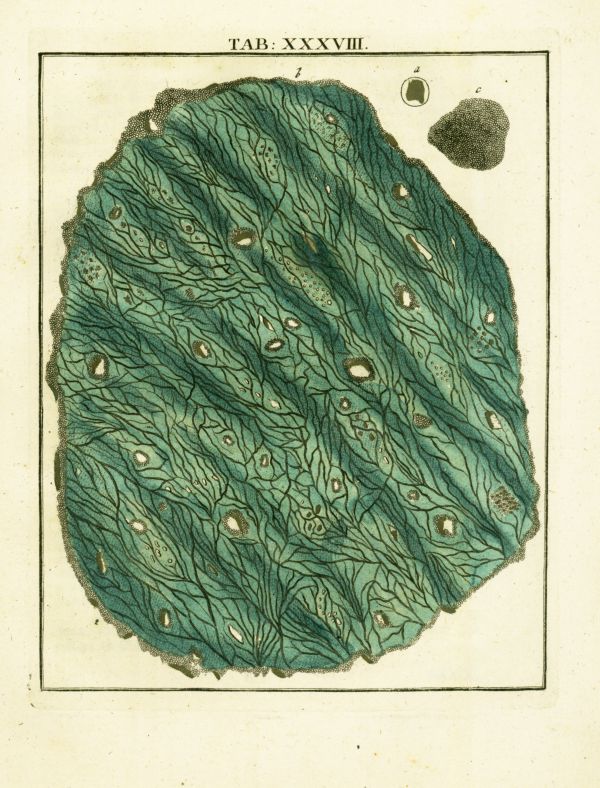 LEDERMUELLER_3_38