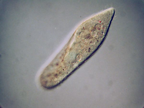 PARAMECIUM065382_A