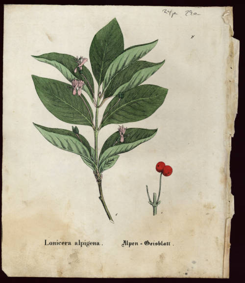 Alpengei&szlig;blatt