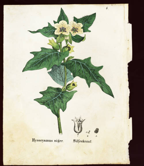 Bilsenkraut