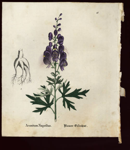 Blauer Eisenhut