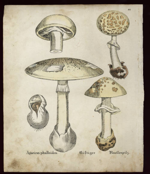 Knollenbl&auml;tterpilz