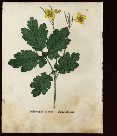 Sch&ouml;llkraut