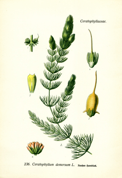 Hornblatt