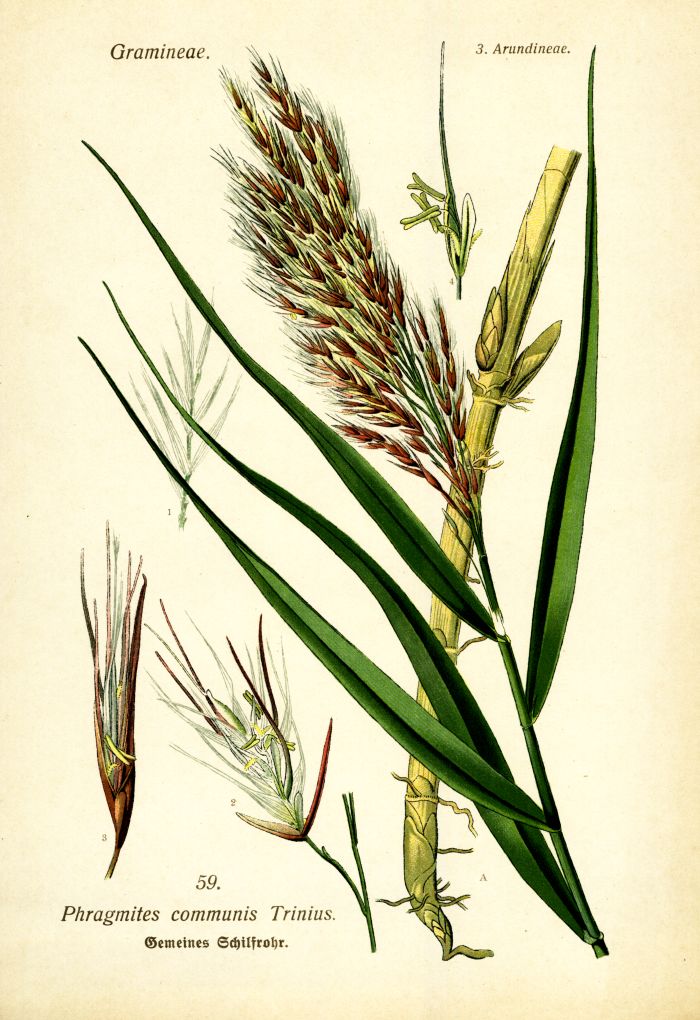 Schilfrohr
