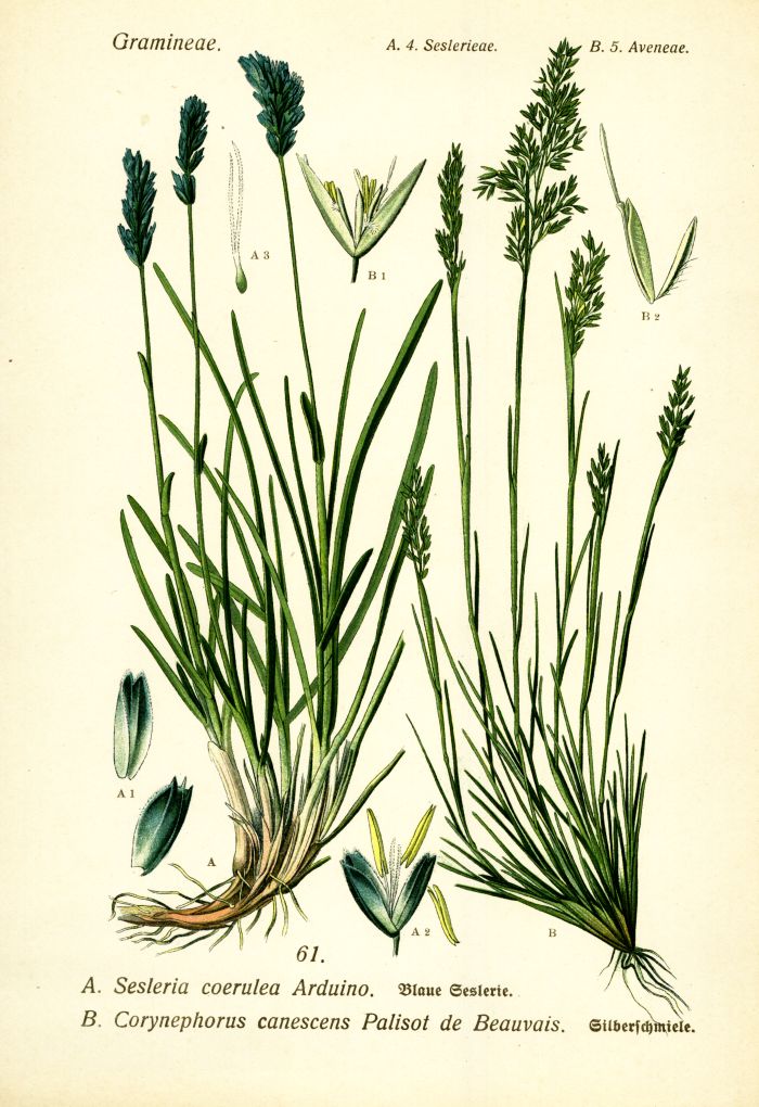 Seslerie, Silberschmiele