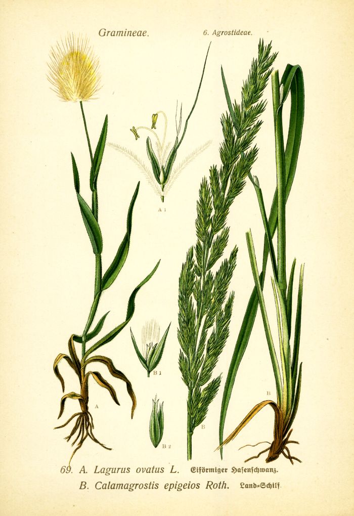 Hasenschwanz, Schilf