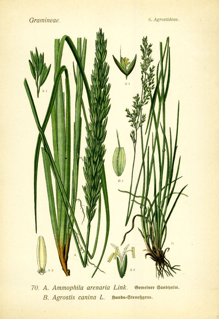 Sandhalm, Strau&szlig;gras