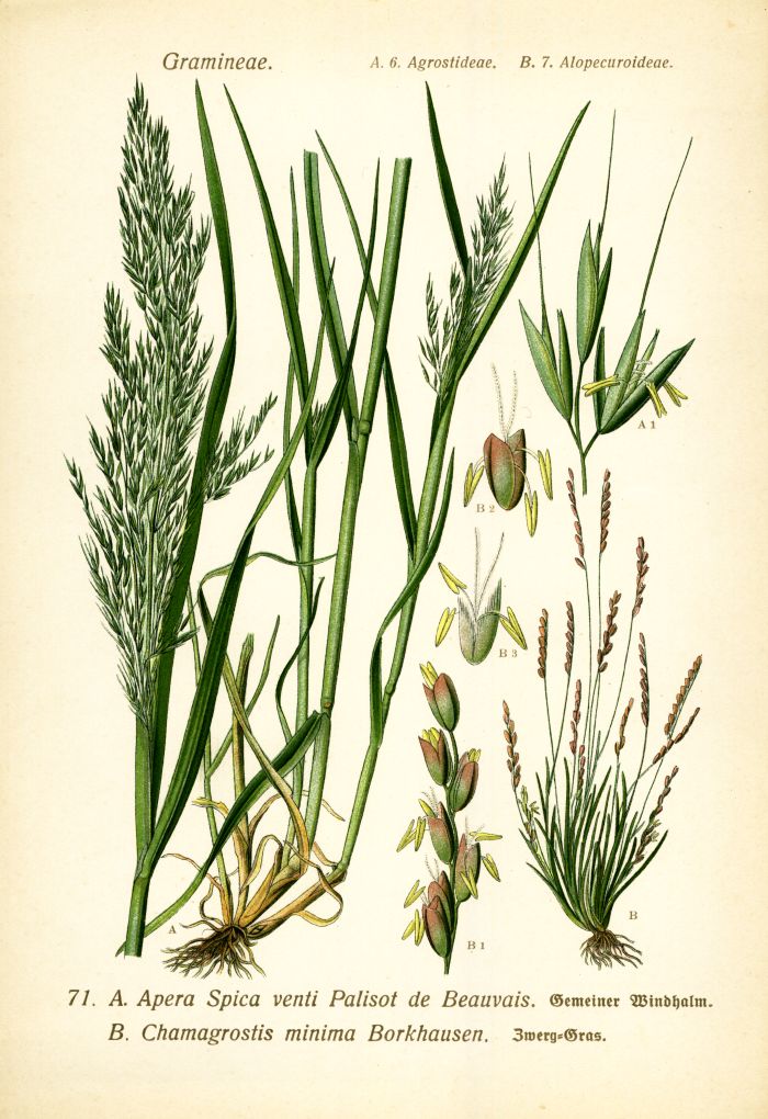 Windhalm, Zwerggras