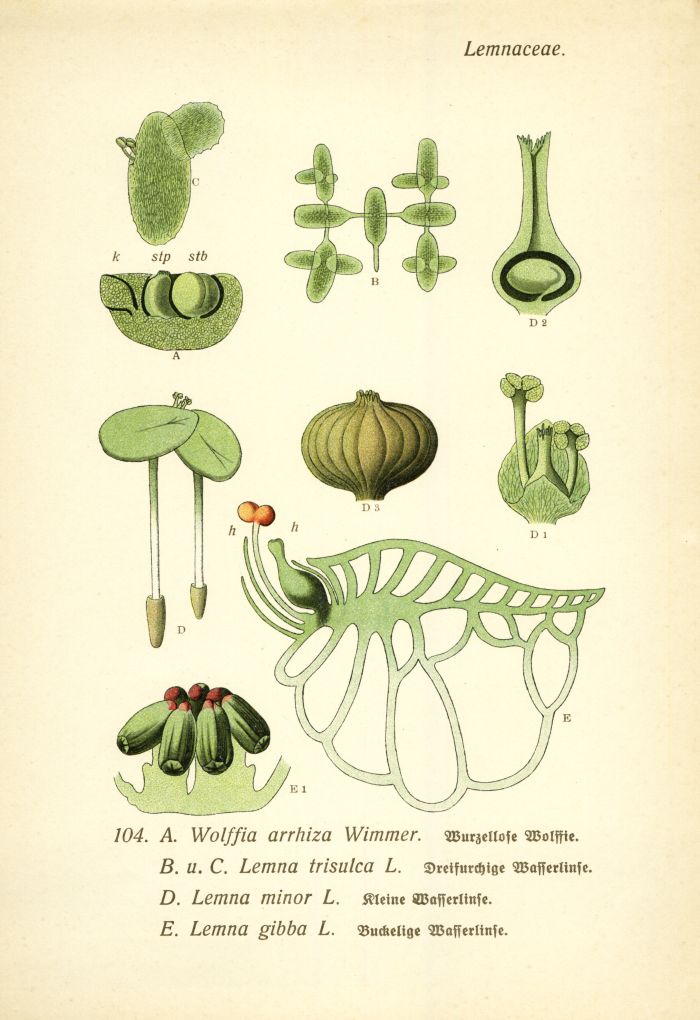 Wasserlinsen