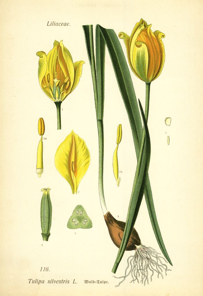 Waldtulpe