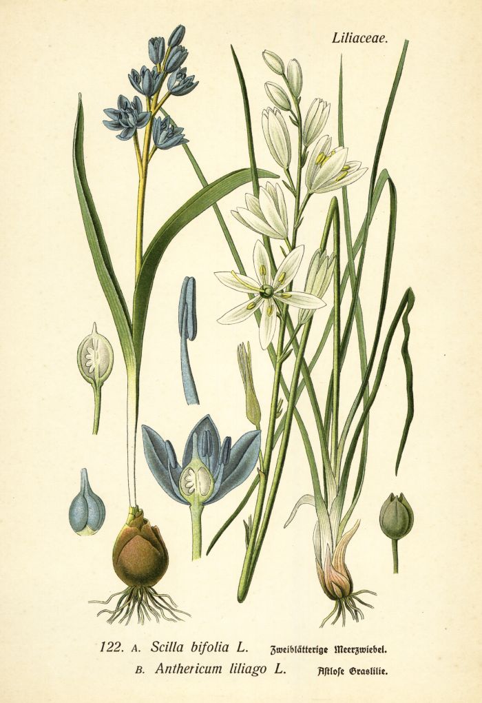 Meerzwiebel, Graslilie