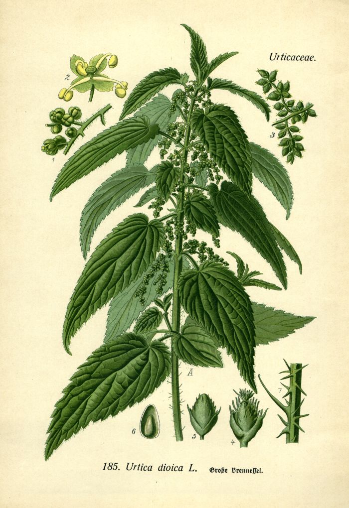 Brennessel