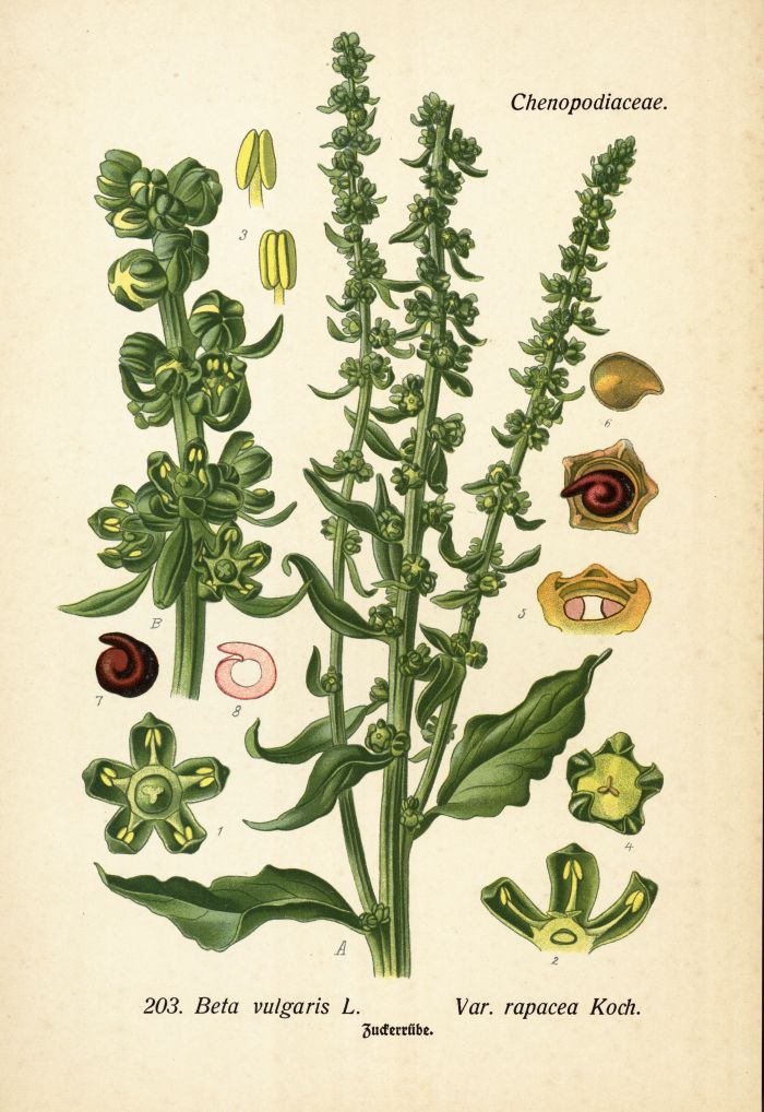 Zuckerr&uuml;be (Beta vulgaris var. rapacea Koch)