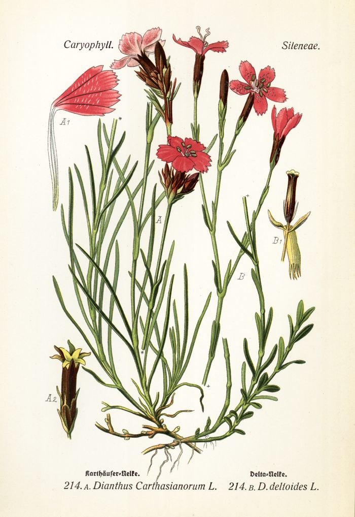 Karth&auml;usernelke