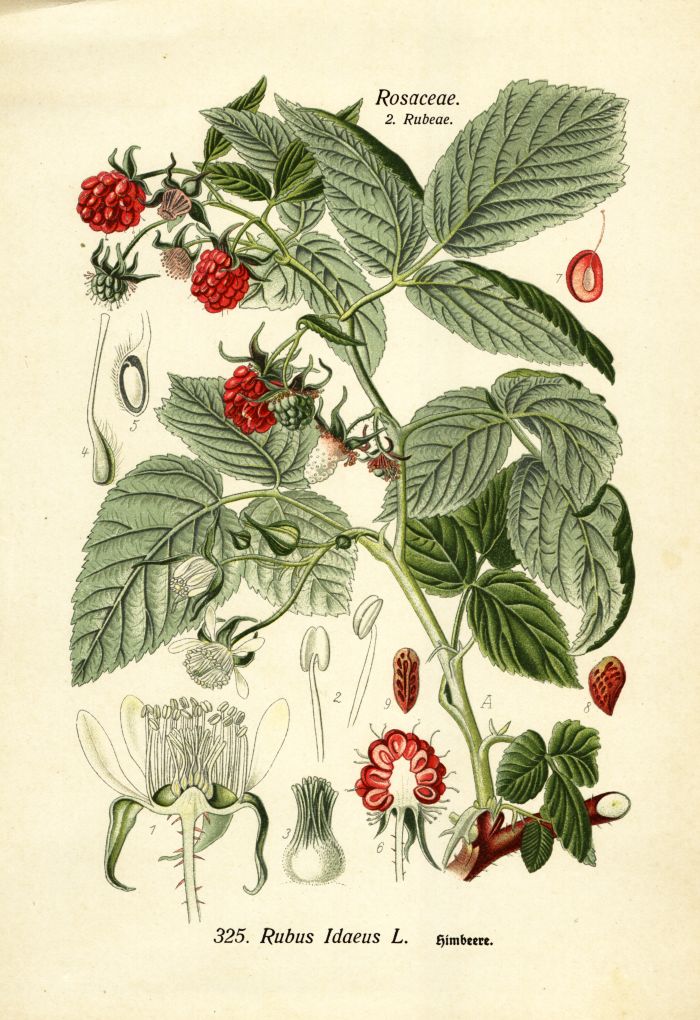 Himbeere