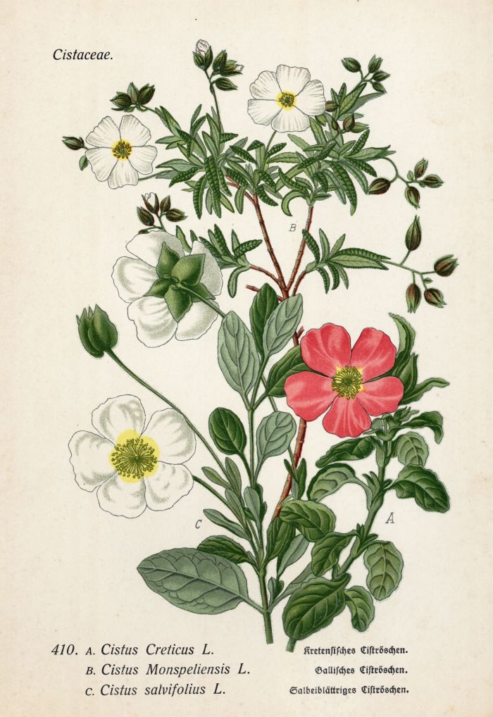 Cistr&ouml;schen
