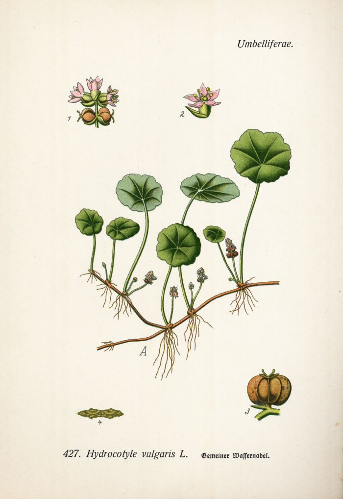 Wassernabel