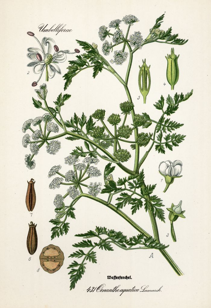 Wasserfenchel