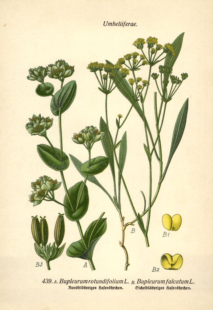 Hasenöhrchen