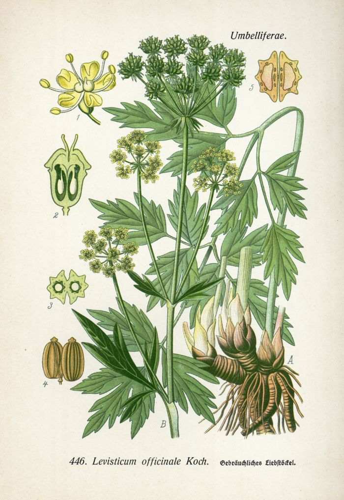 Liebst&ouml;ckel