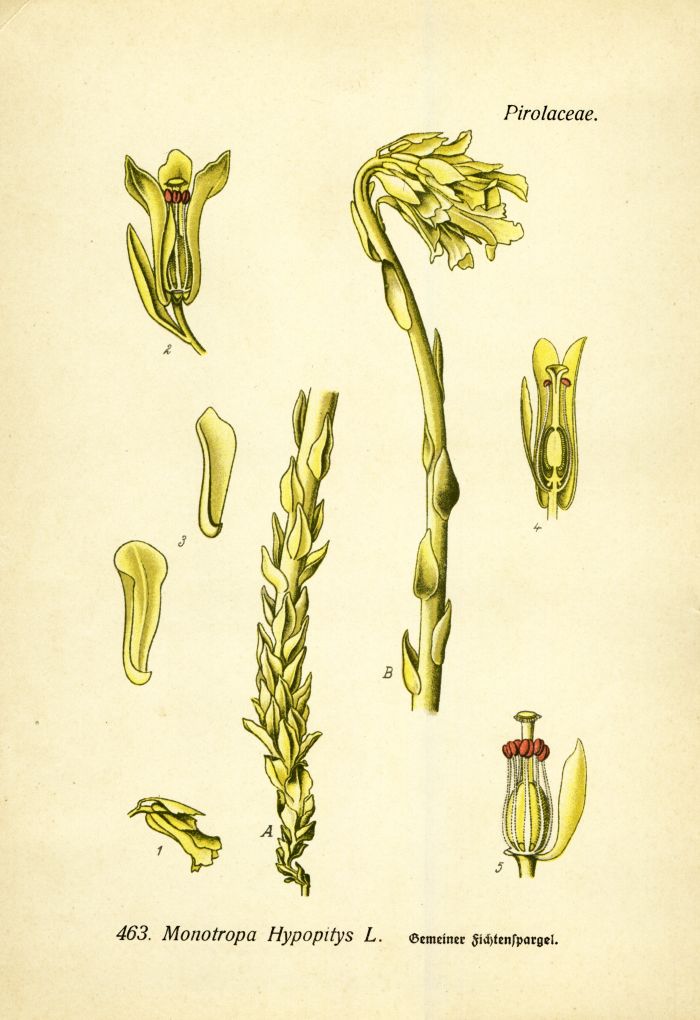 Fichtenspargel