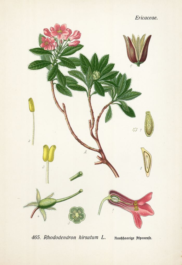 Alpenrose