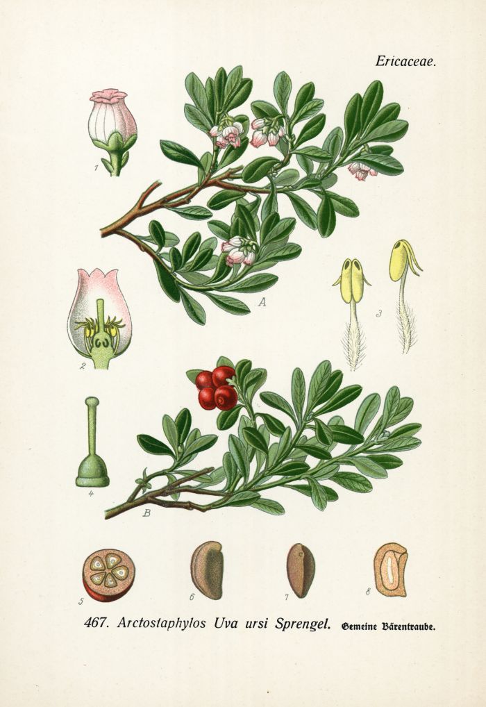 B&auml;rentraube