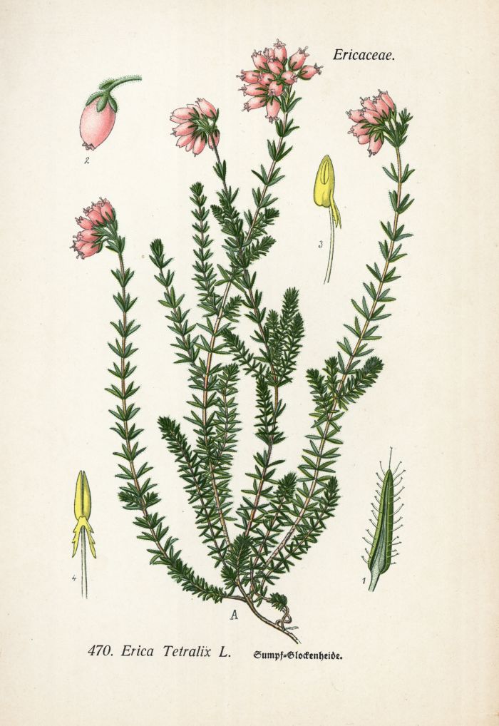 Glockenheide