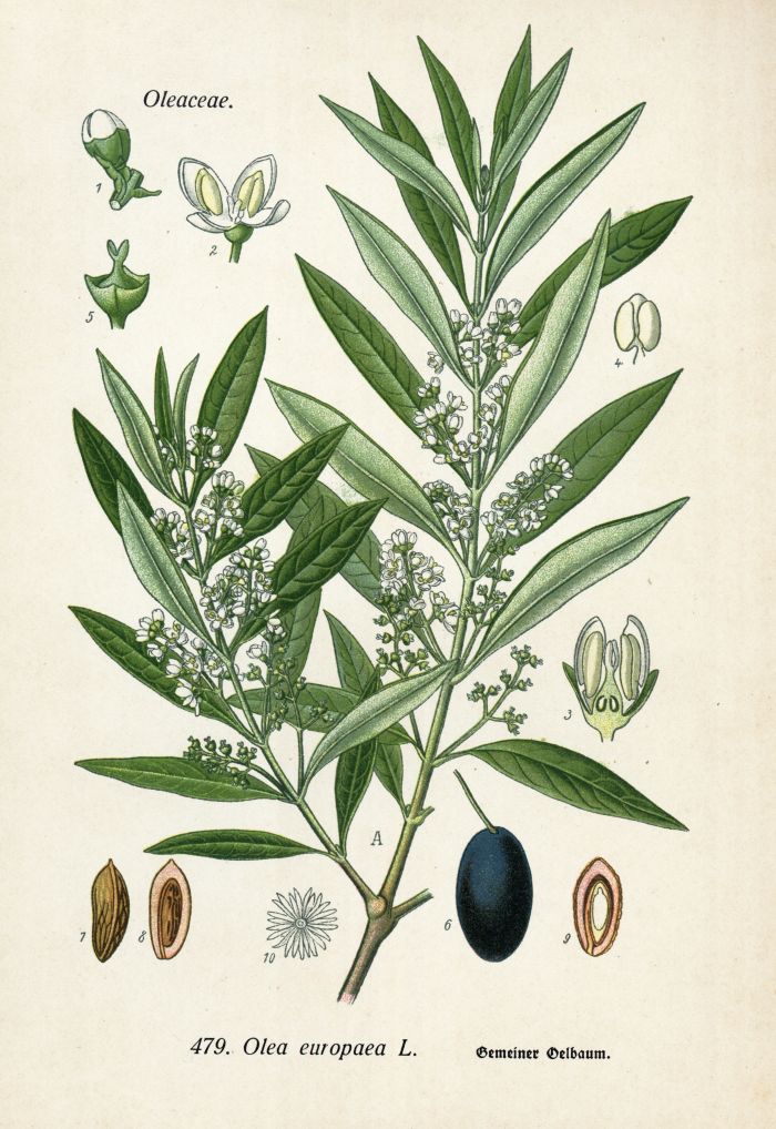 &Ouml;lbaum