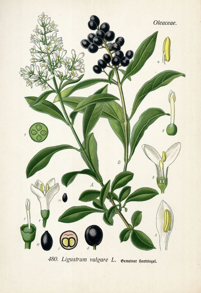 Liguster