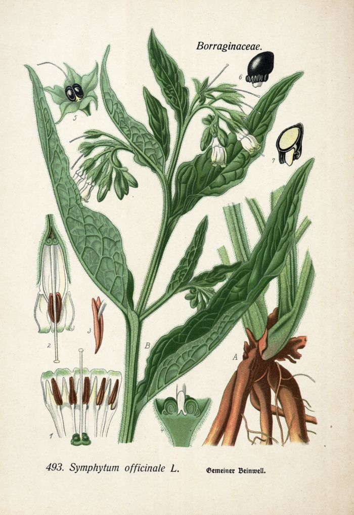 Beinwell