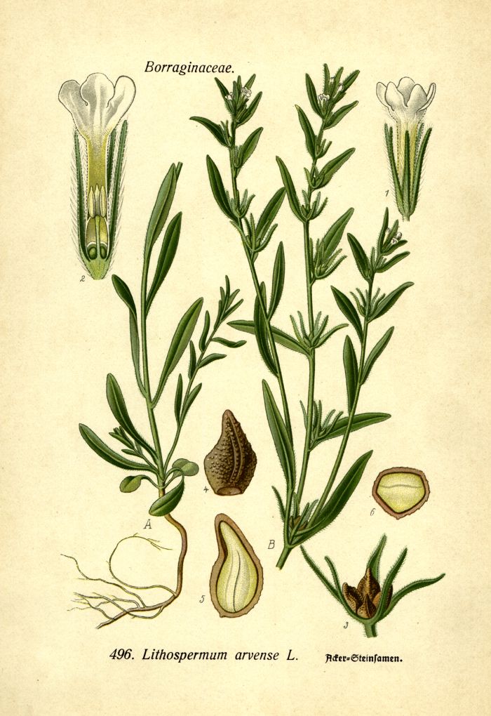 Steinsamen