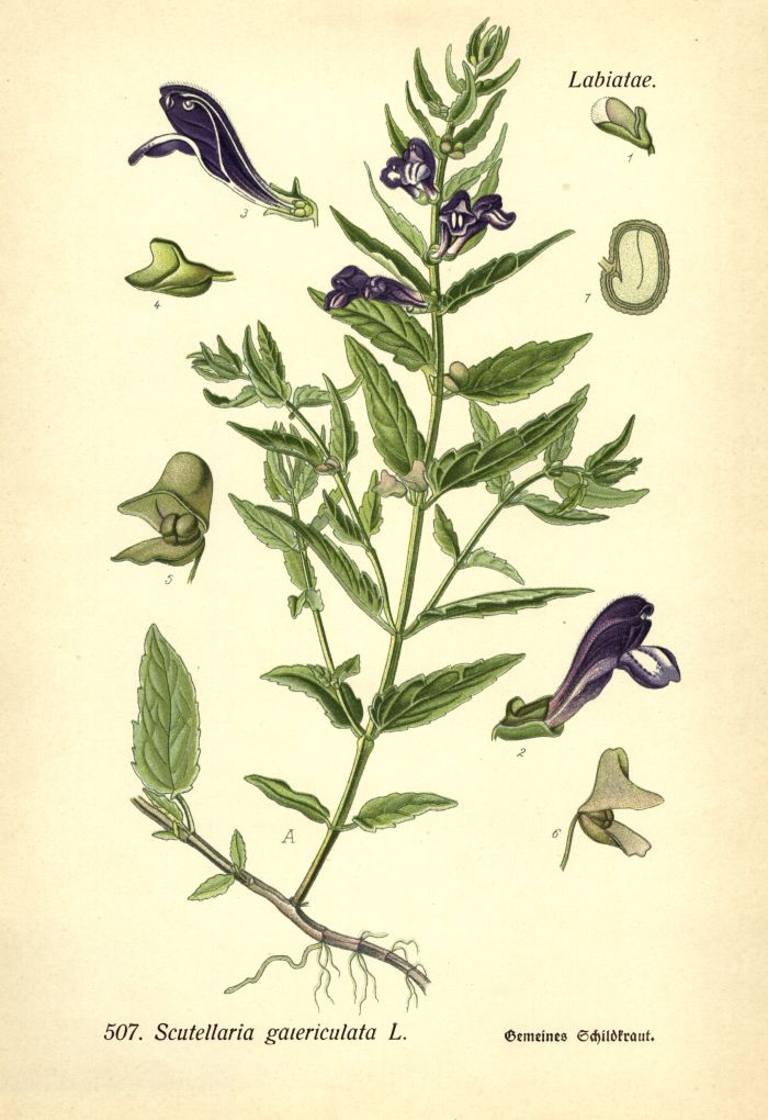Schildkraut