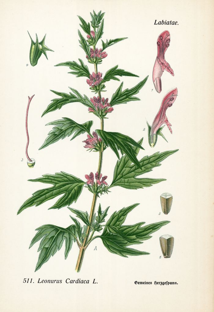 Herzgespann
