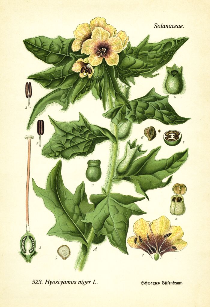 Bilsenkraut