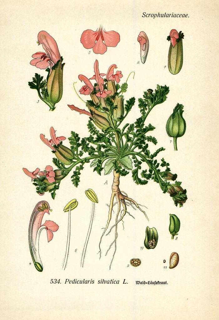 L&auml;usekraut